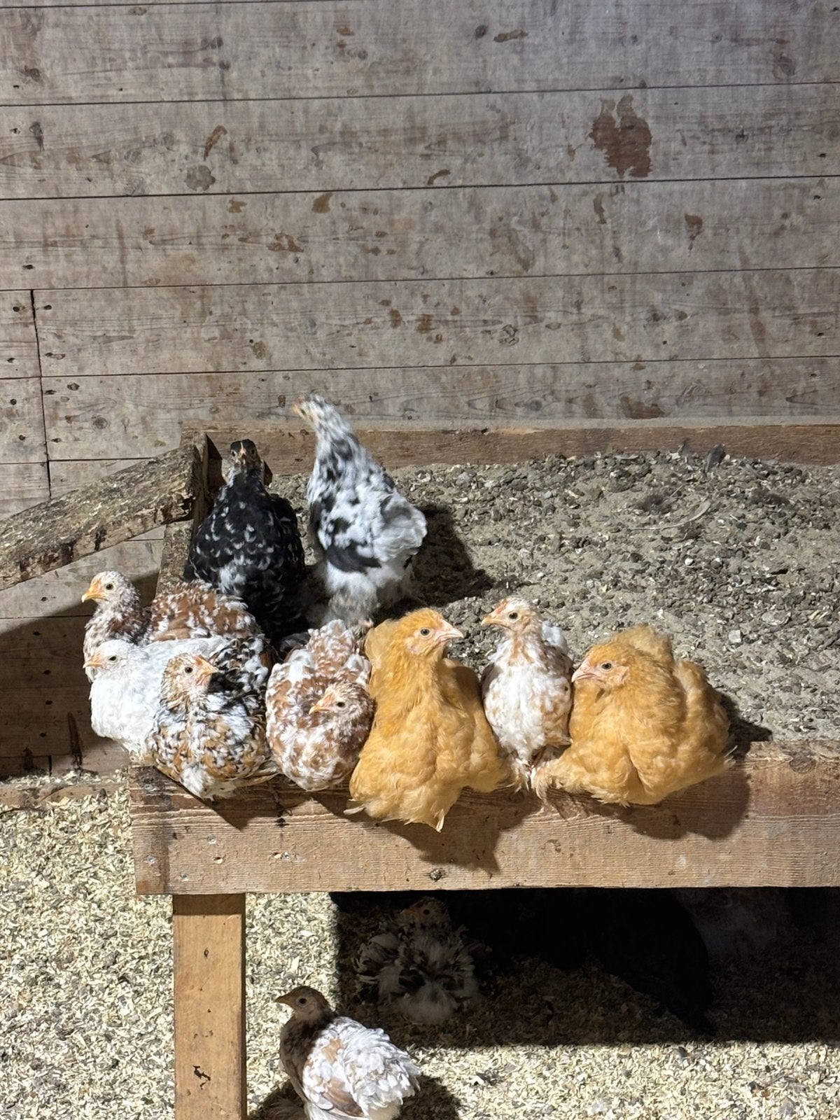 Cochins te koop, Dieren en Toebehoren, Pluimvee, Meerdere dieren, Kip