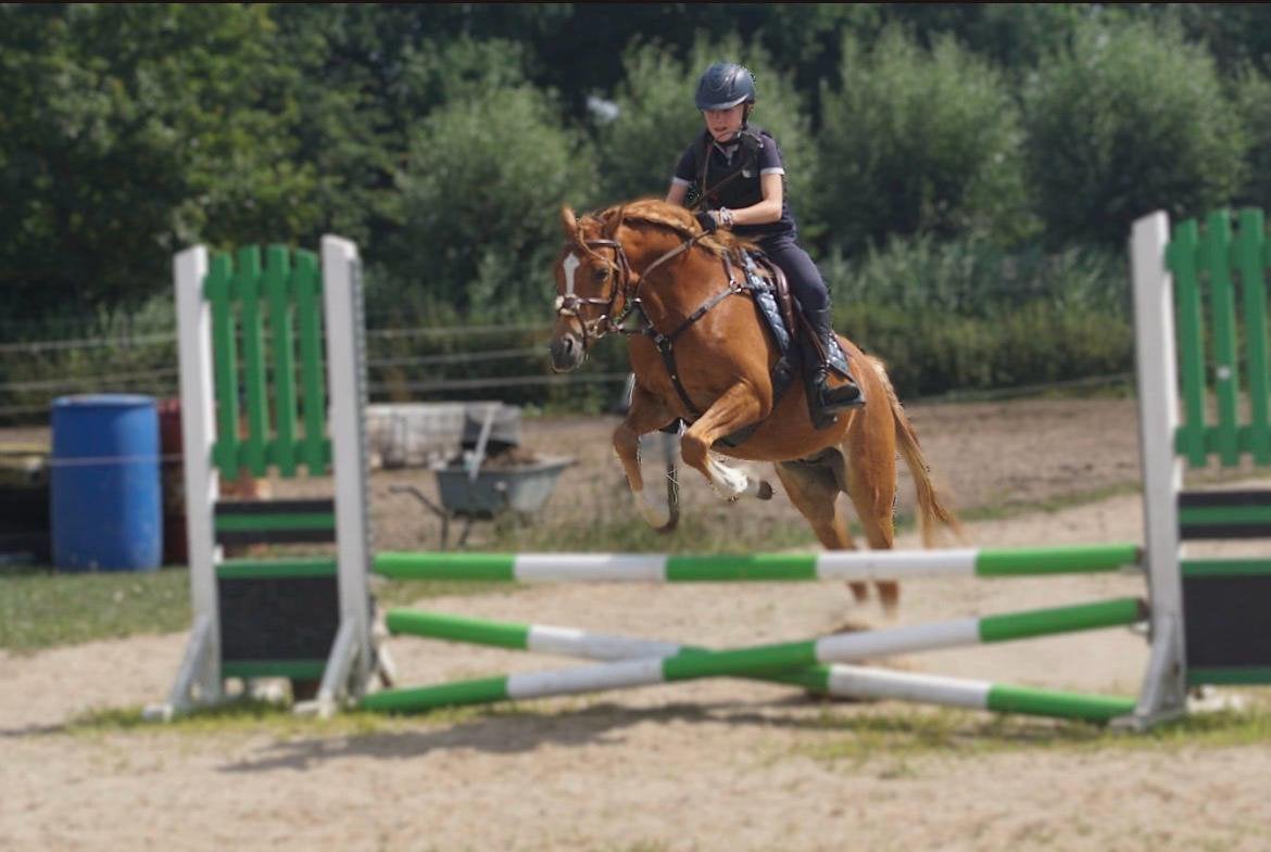 Super lieve (sport) pony, Welsh C, Ruin, C pony (1.27m tot 1.37m), Met stamboom, 3 tot 6 jaar