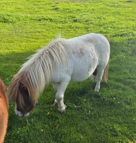 Te koop bonte hengst shetlander, Dieren en Toebehoren, Merrie, A pony (tot 1.17m), Gechipt, 0 tot 2 jaar