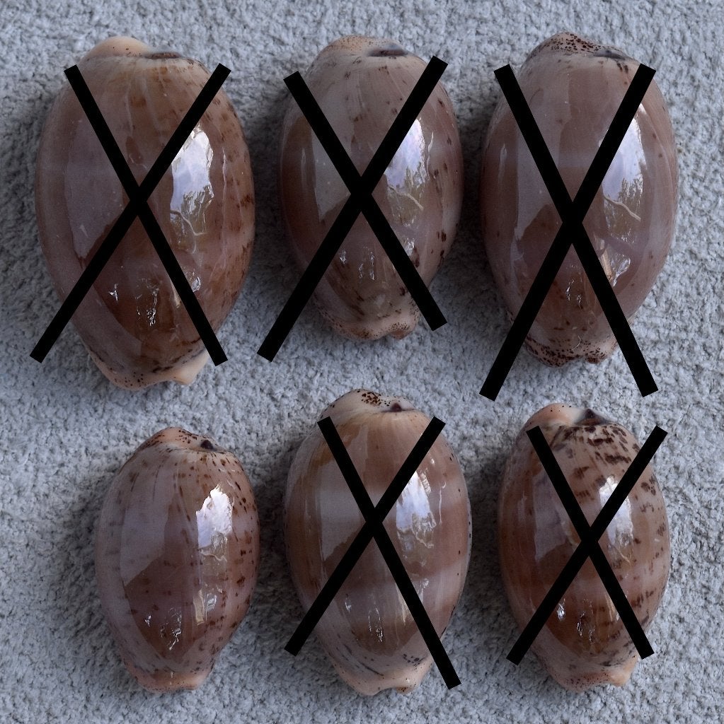 Schelpen: Cypraea cinerea 16,2-21,5mm (Gem-) Aruba, Ophalen of Verzenden, Schelp(en)