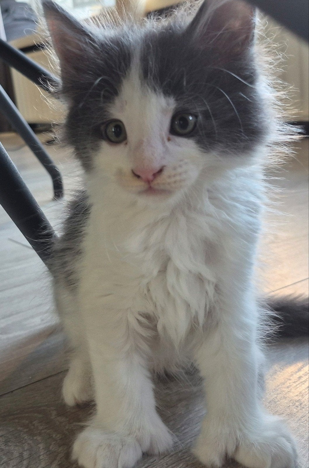 maine coon kater polydacty in optie sanne, Dieren en Toebehoren, Katten en Kittens | Raskatten | Langhaar, Kater, Gechipt, 0 tot 2 jaar