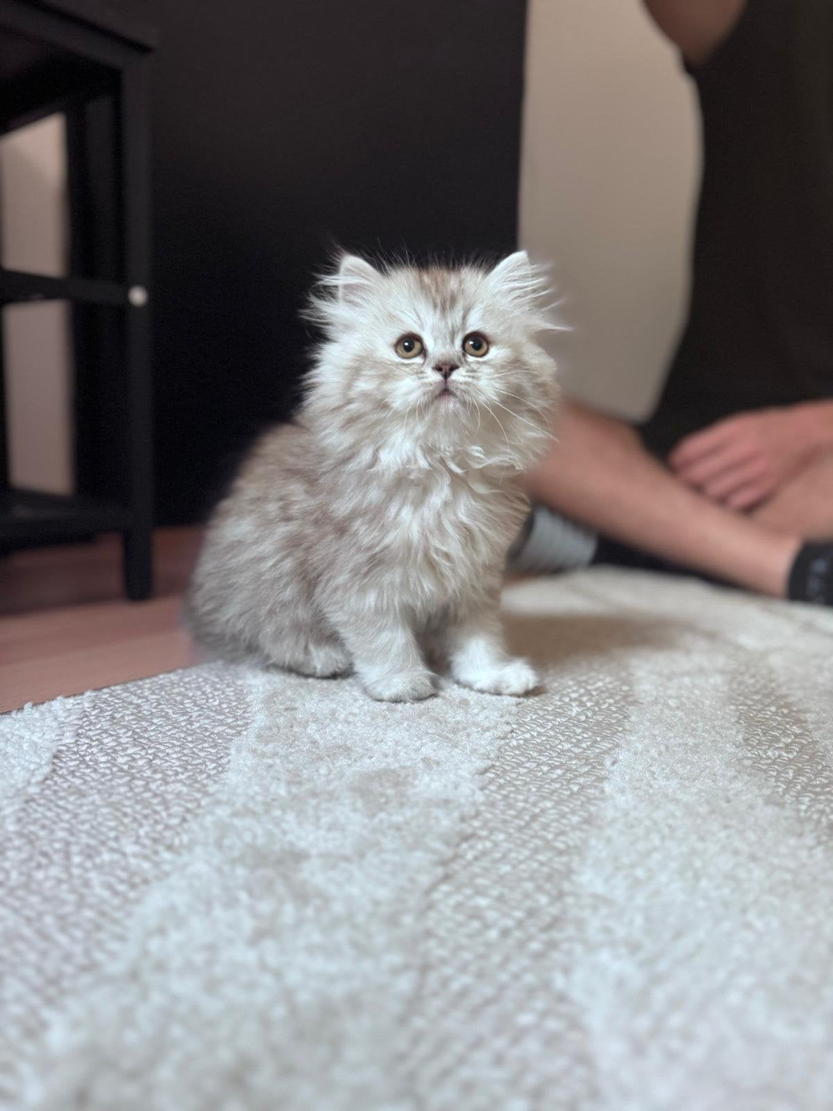 Lieve kitten zoekt liefdevol warme thuis, Dieren en Toebehoren, Katten en Kittens | Raskatten | Langhaar, Poes, Ontwormd, 0 tot 2 jaar