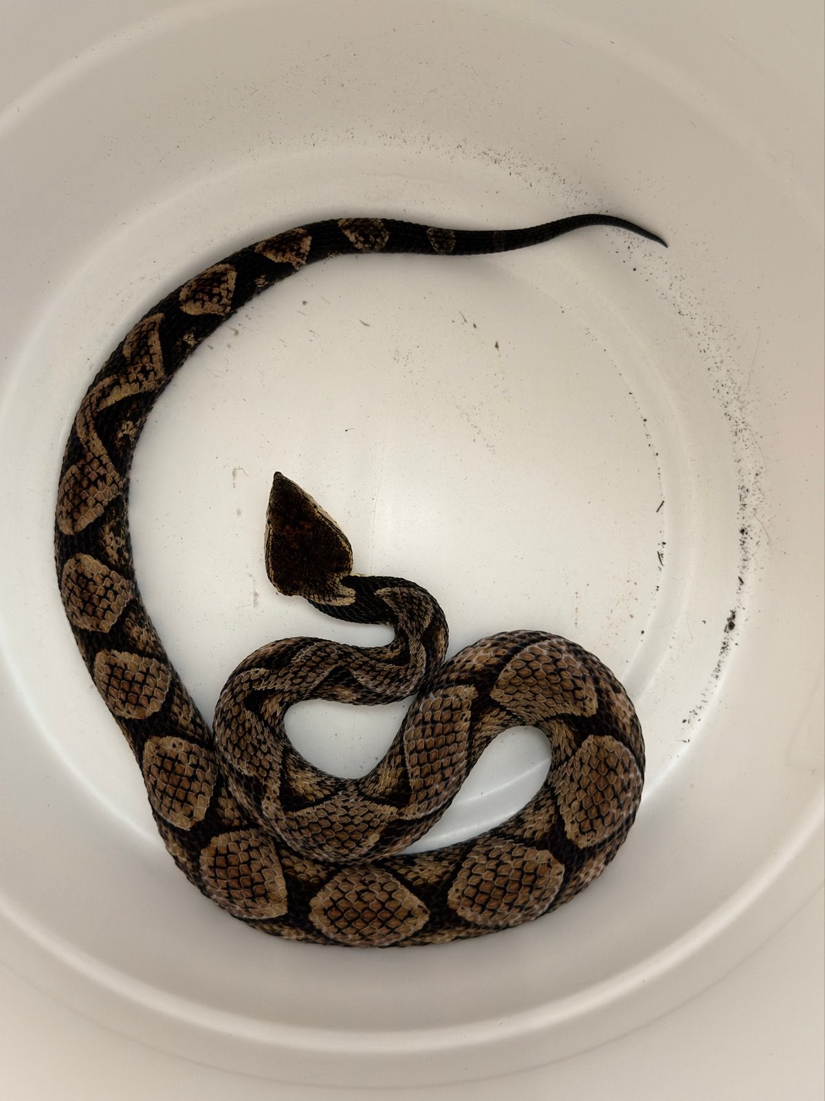 1.0 CB24 Deinagkistrodon acutus, Slang
