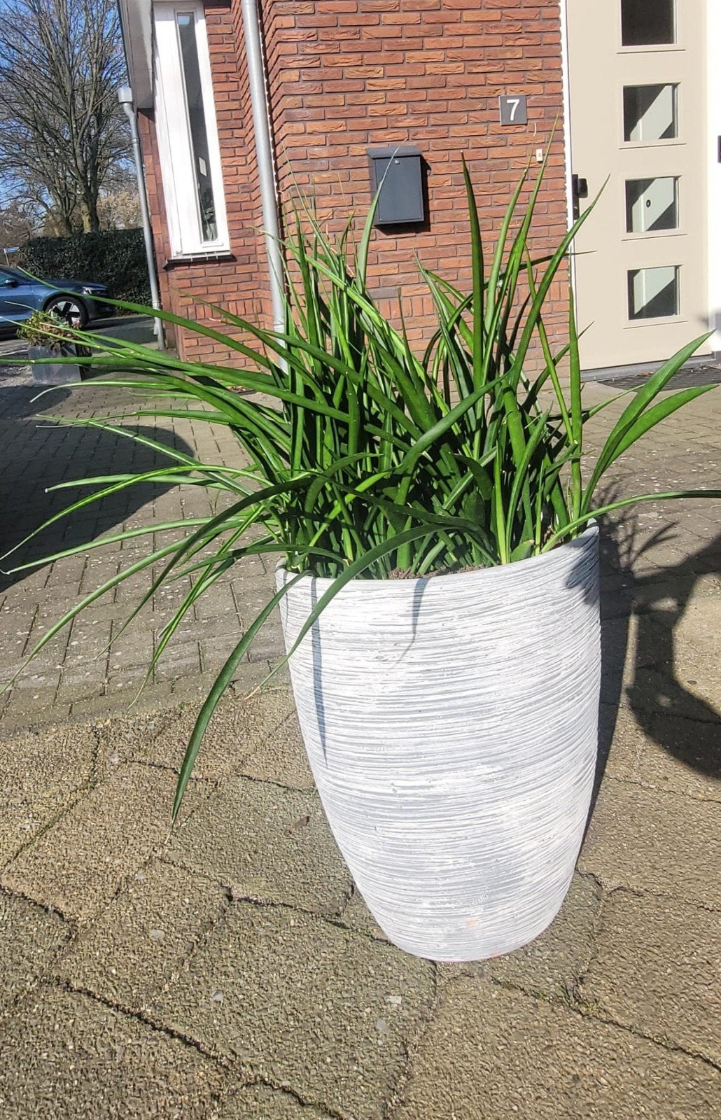 Grote plant in stijlvolle grijze pot, Tuin en Terras, Bloempotten, Overige materialen, Gebruikt, Rond, Balkon