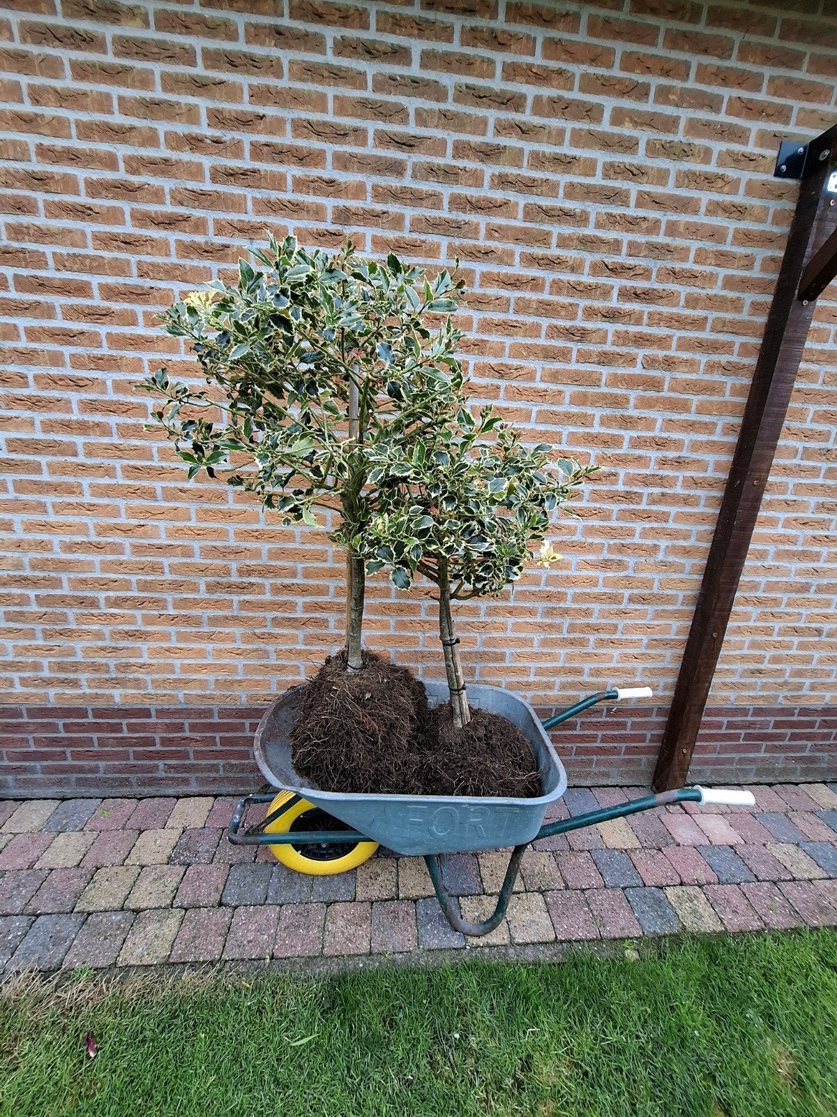 Mooie Hulst op stam - Wegens verandering tuin, Tuin en Terras, Ophalen of Verzenden