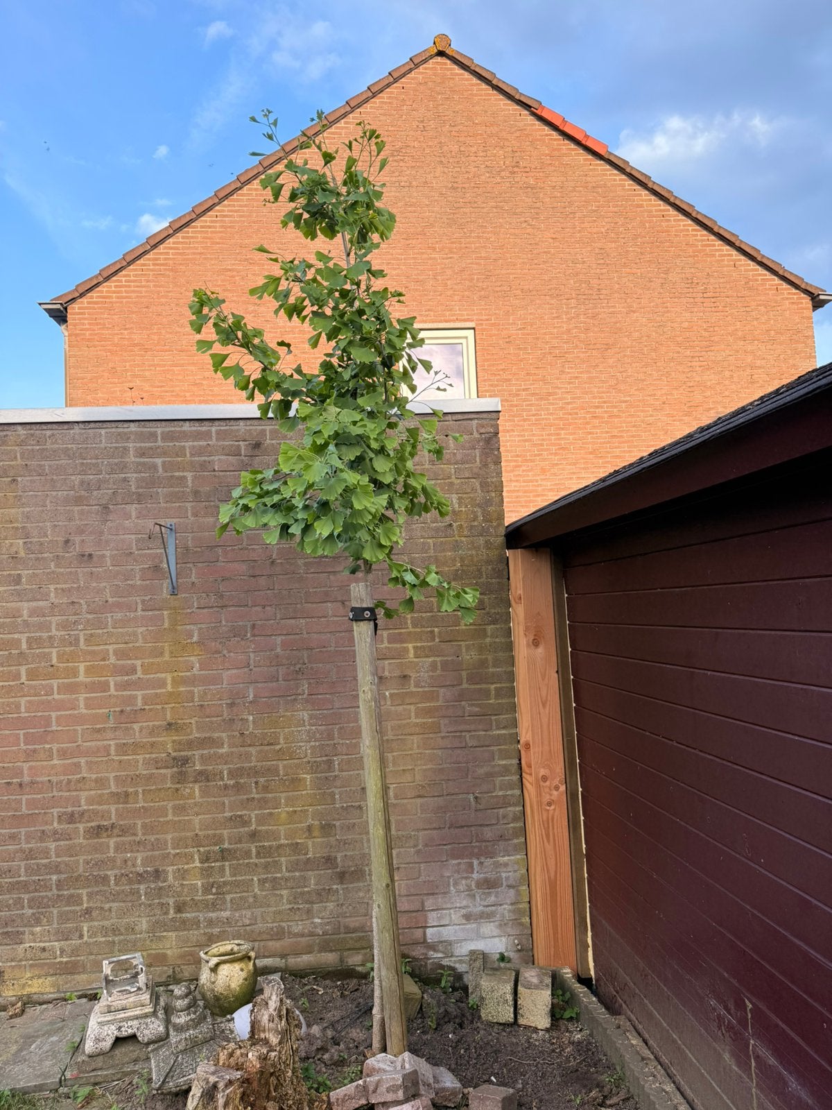 Ginkgo 3 meter, Tuin en Terras, Planten | Bomen, Ophalen, Volle zon, Overige soorten