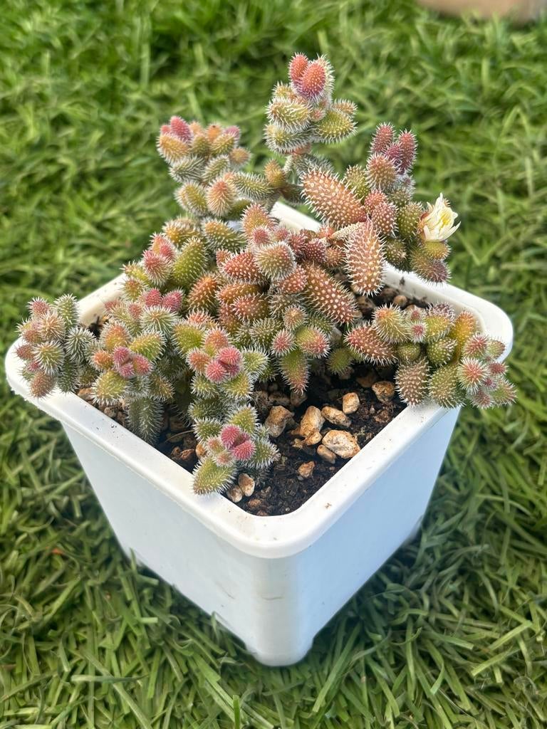 Delosperma echinatum - stekelige vetplant in pot 9 cm, Ophalen of Verzenden