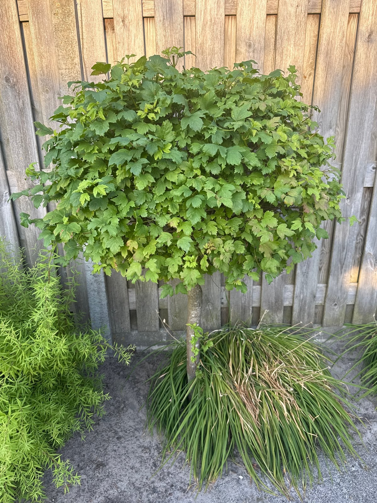 Bolvormige struik op stam - Sierlijke blikvanger, Tuin en Terras, Vaste plant, Bloeit niet, Halfschaduw, Ophalen