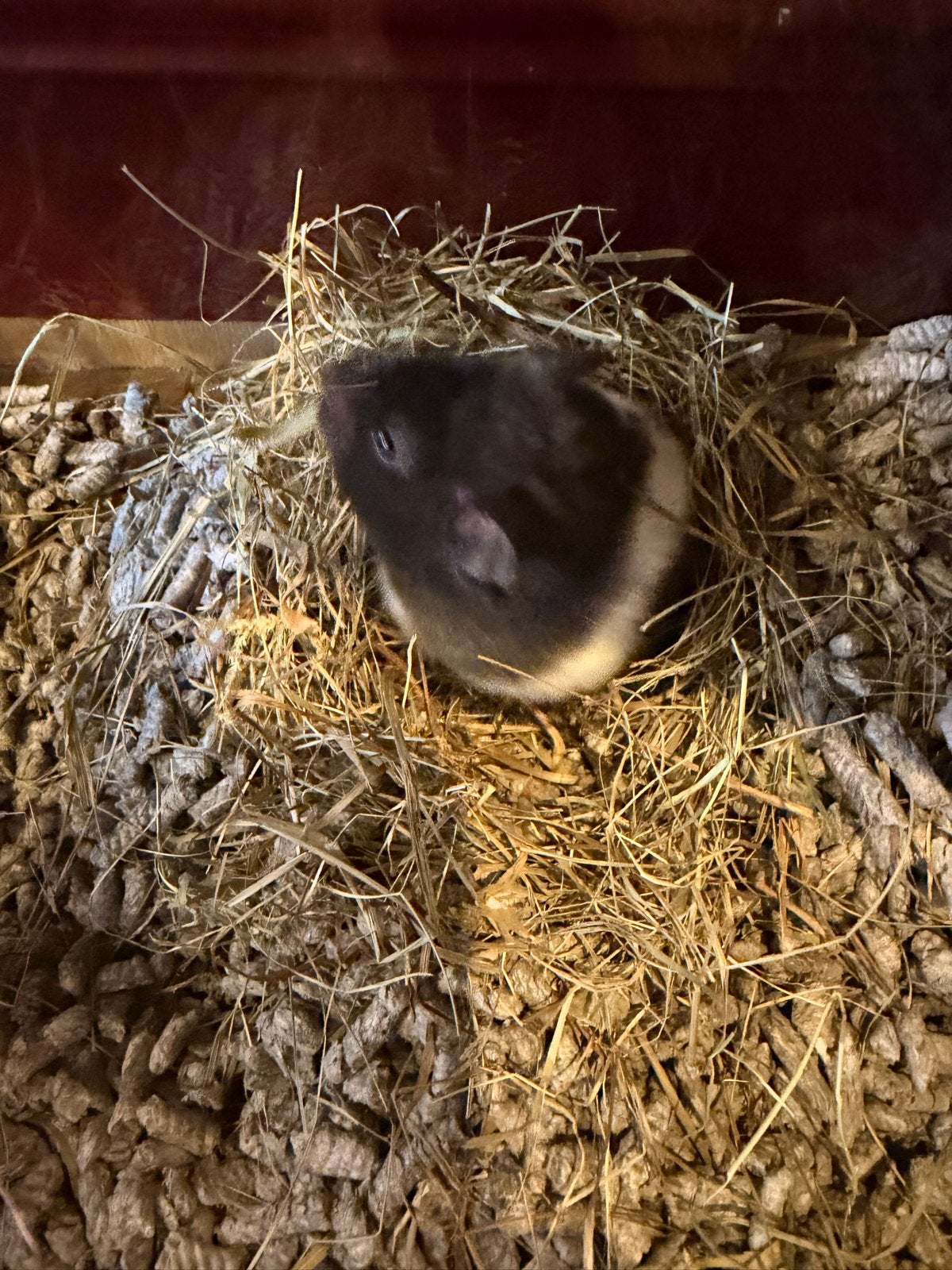 Dwerg hamers en kooi, Dieren en Toebehoren, Hamster, Juli, Vrouwelijk, Tam