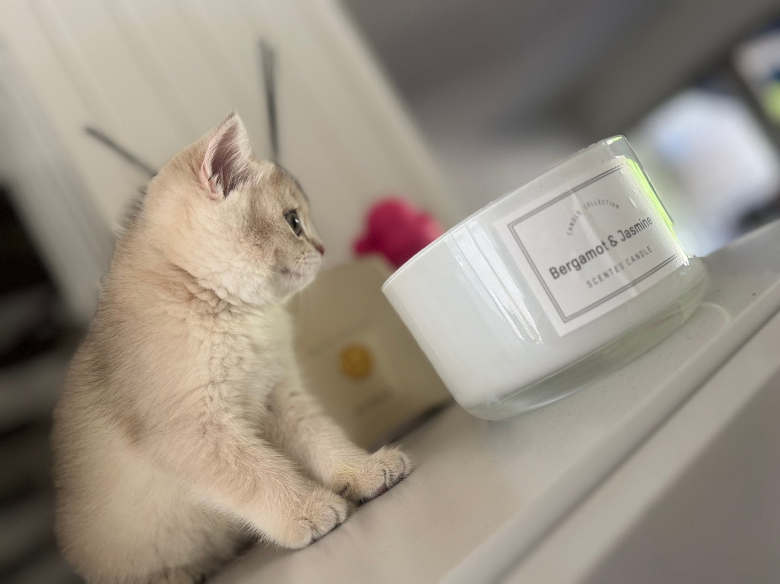 Kitten zoekt een Gouden Mandje 🐾, Dieren en Toebehoren, Katten en Kittens | Raskatten | Korthaar, Poes