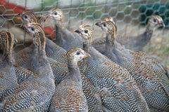 Parelhoenders te koop., Meerdere dieren, Kip