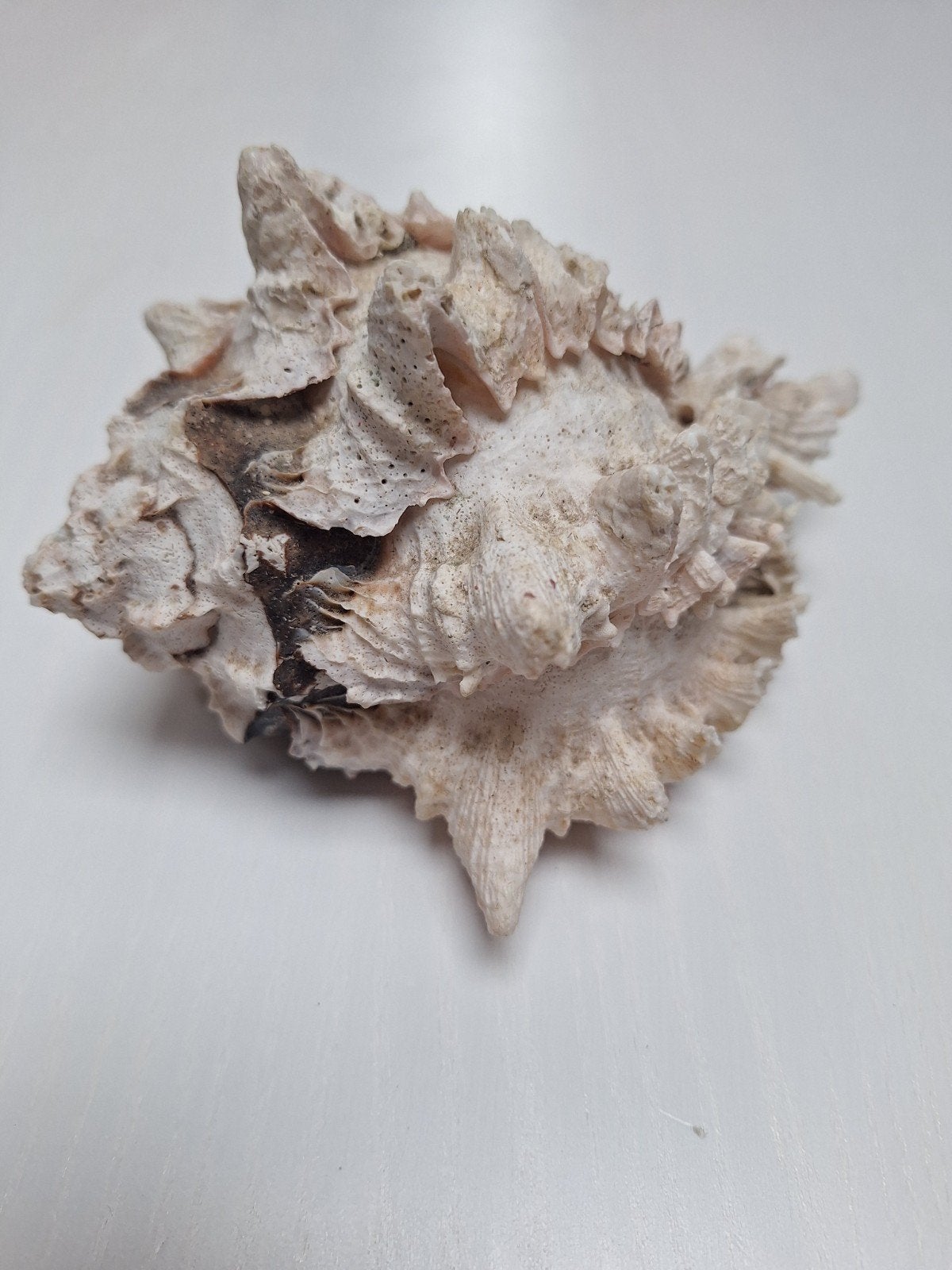 Murexschelp, stekelschelp, Verzamelen, Ophalen, Gebruikt