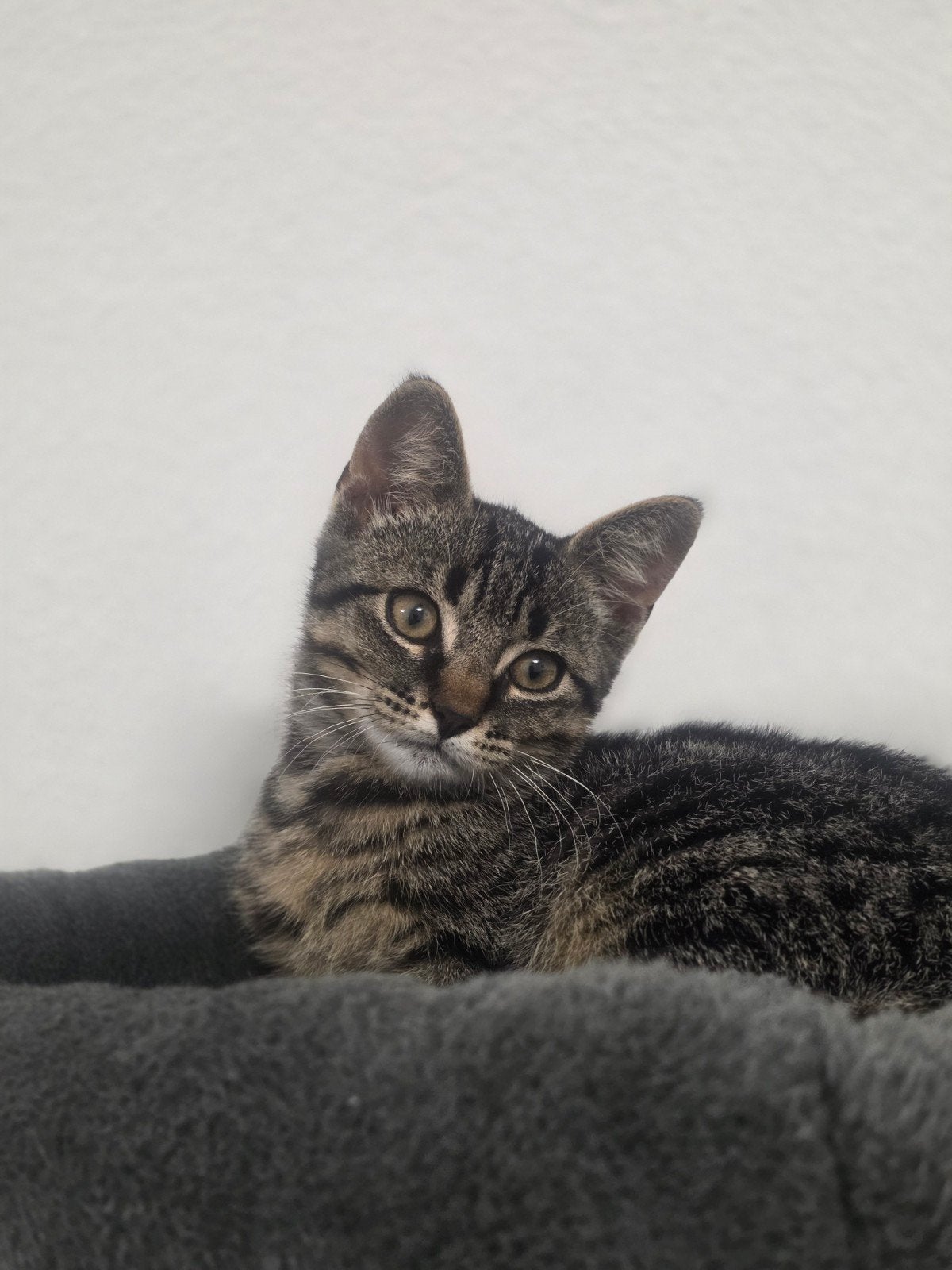 kitten  3maand, Dieren en Toebehoren, Katten en Kittens | Overige Katten, Kater, Kortharig, 0 tot 2 jaar