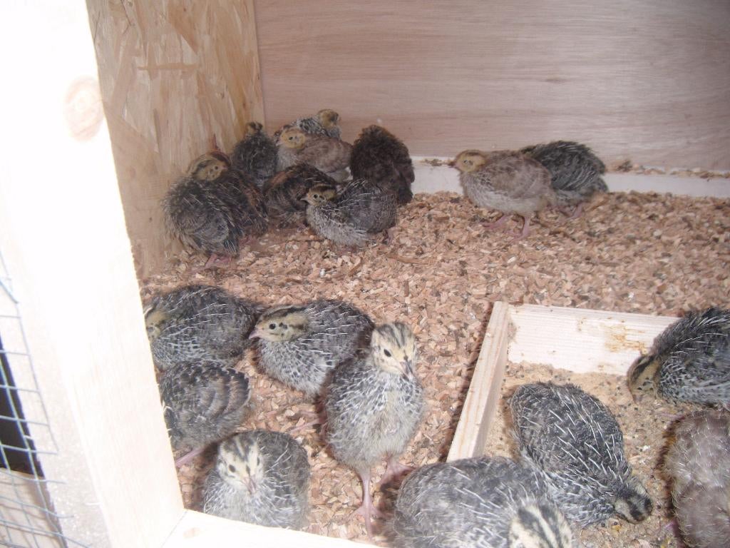 Te koop Jonge Japanse kwartels, Dieren en Toebehoren, Pluimvee, Meerdere dieren, Overige soorten