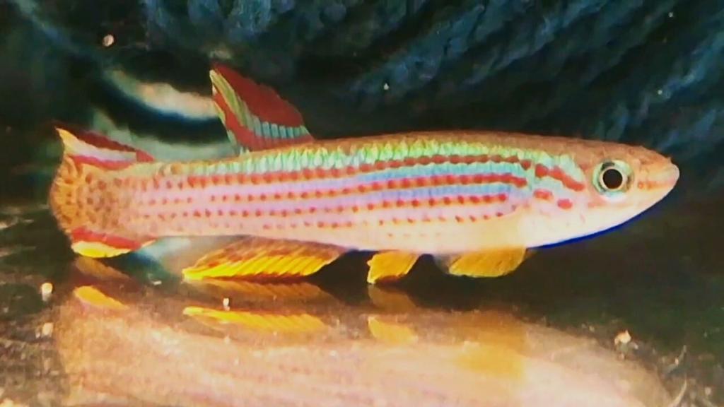 Aphyosemion striatum 3,5 cm killivissen, Vis
