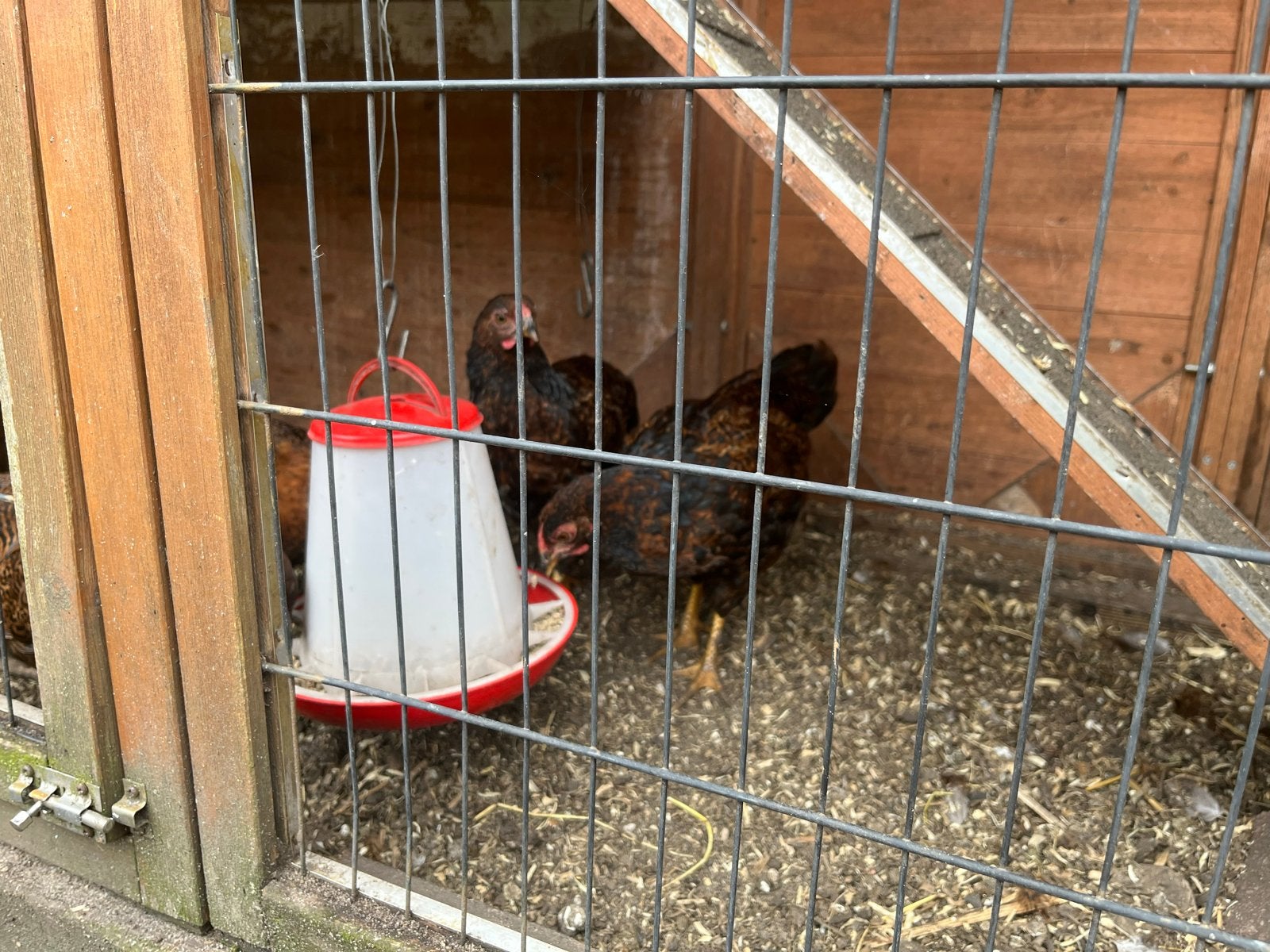 4 Wyandotte hanen(ophaal vergoeding €2,50 per haan), Dieren en Toebehoren, Pluimvee