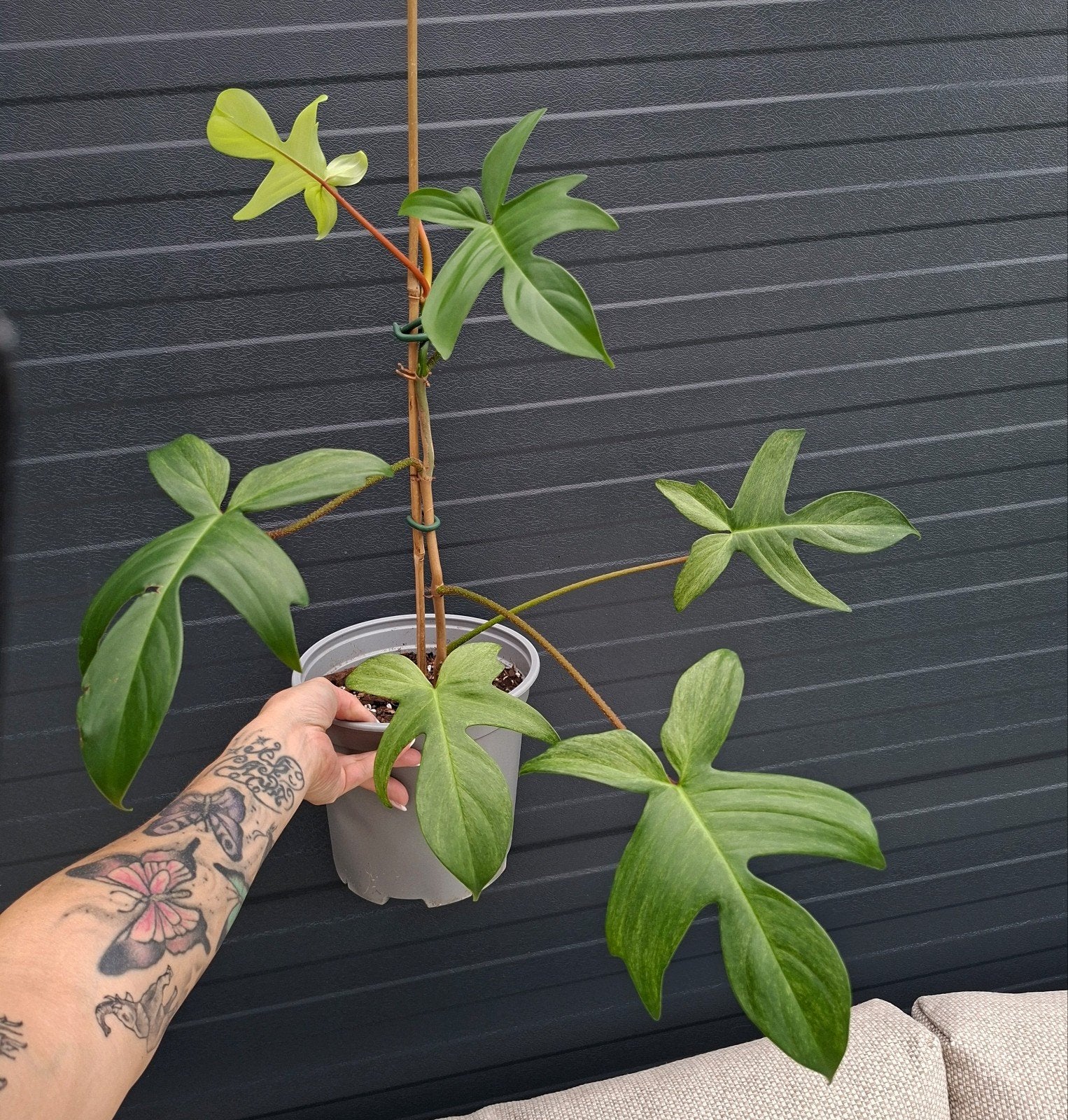Philodendron florida ghost plant, Huis en Inrichting, Ophalen