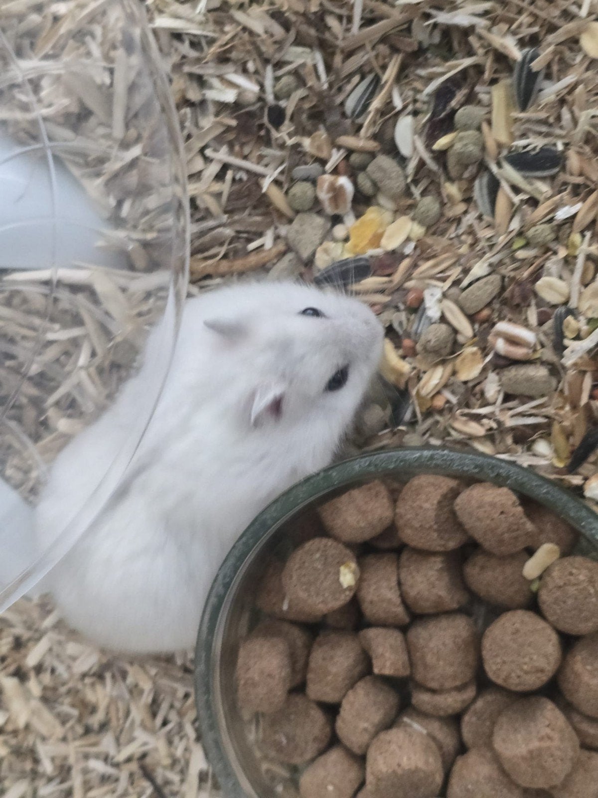 Dwerghamsters, September, Meerdere dieren, Hamster