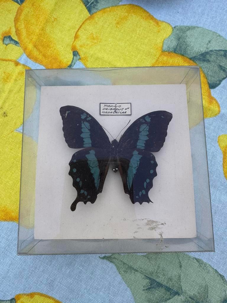 Vlinder Papilio orabazus opgezet, Verzamelen, Dierenverzamelingen, Verzenden