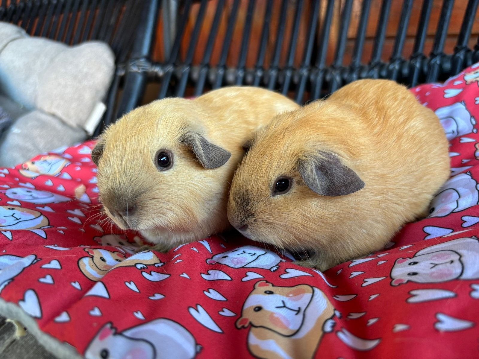 California / cali cavia zeugjes. Buff en creme choco, Dieren en Toebehoren, Knaagdieren, Mei, Vrouwelijk, Cavia