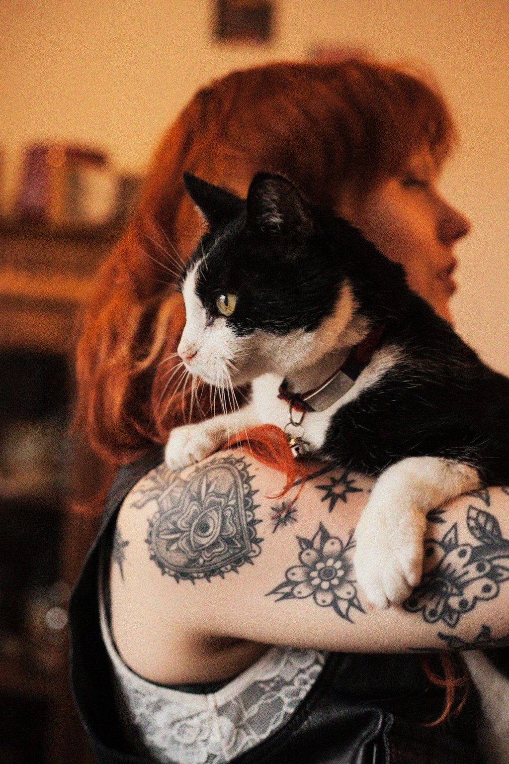 Gezocht: maatje voor mijn 22-jarige kater, Kater, Kortharig, 6 jaar of ouder