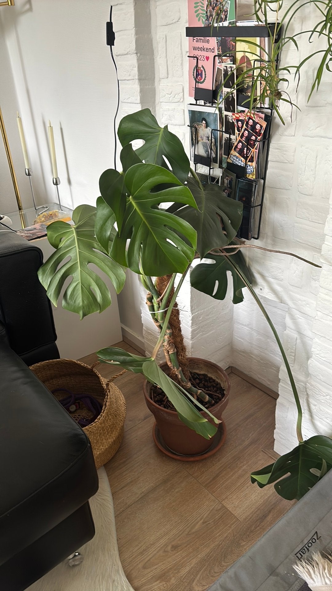 Monstera incl terracotta pot, Ophalen, Halfschaduw, Minder dan 100 cm