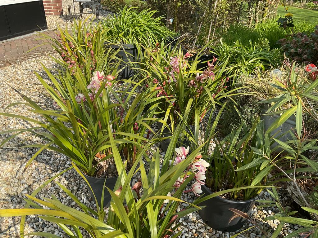 Roze orchideeën in potten, Overige soorten, Vaste plant, Ophalen of Verzenden, Halfschaduw