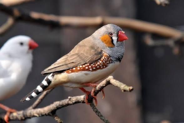 Jonge zebravinken 2026, Dieren en Toebehoren, Vogels | Kanaries, Meerdere dieren, Kleurkanarie
