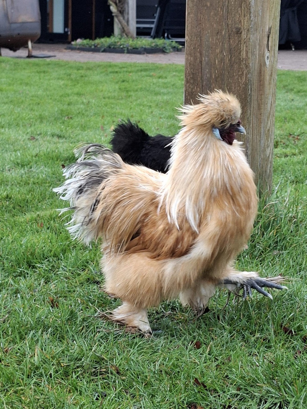 Zijdehoener haan, buff kleur. Gratis, Dieren en Toebehoren, Pluimvee, Mannelijk, Kip
