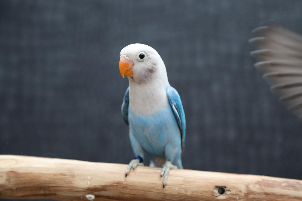 VERWACHT | Jonge Baby Agapornis | Fischeri | Div. Kleuren, Meerdere dieren, Dwergpapegaai of Agapornis, Pratend