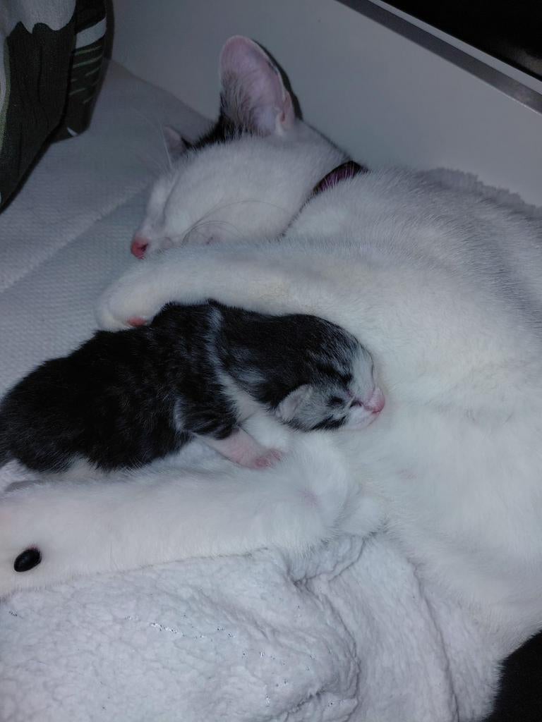 Reservering van Leidse kittens. Graag biedingen vanaf €200., Meerdere dieren