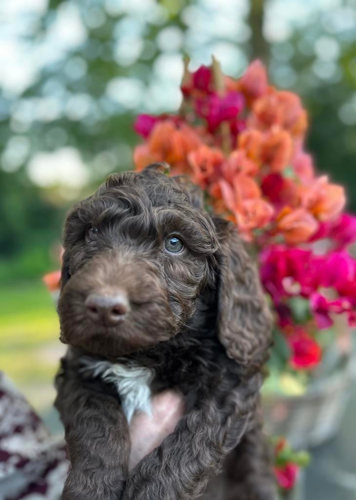 Prachtige Medium Australian Labradoodle pups met afstamming, Parvo, Overige rassen, 8 tot 15 weken, Meerdere