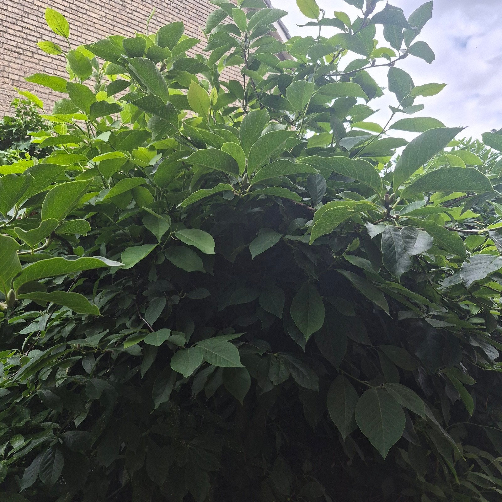 Gratis boom zelf afgraven - Grote Magnolia of Pawpaw, Tuin en Terras, Planten | Bomen, Ophalen, Halfschaduw, Overige soorten, Lente