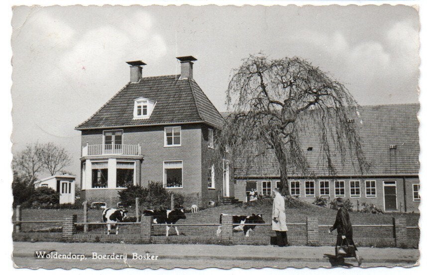 Woldendorp Boerderij Bosker met koeien 1964, Verzamelen, Ophalen, 1960 tot 1980, Gelopen, Groningen