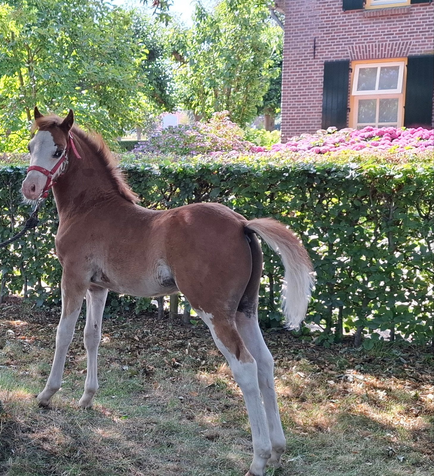 gereserveerd  welsh hengstveulen,  vader rondo's Salvador, Hengst, Niet van toepassing, C pony (1.27m tot 1.37m), 0 tot 2 jaar