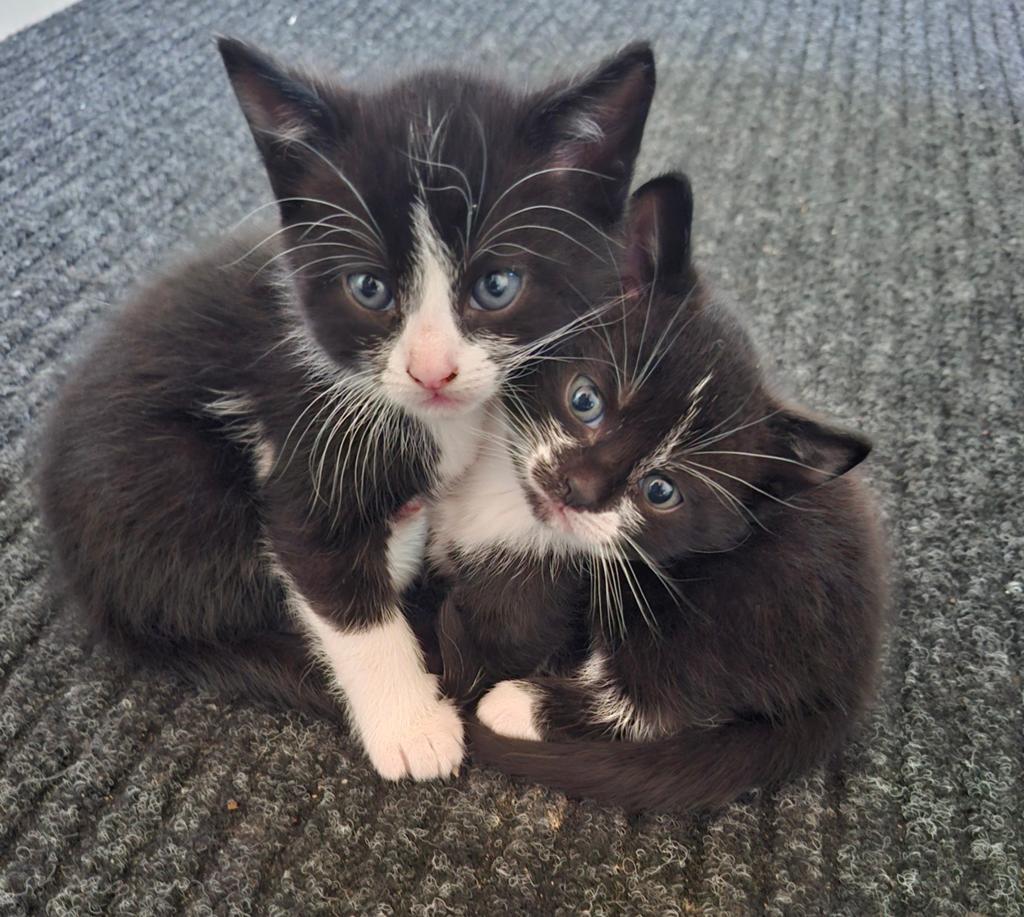 2 jonge poesjes van boerderij, Poes, Kortharig, 0 tot 2 jaar