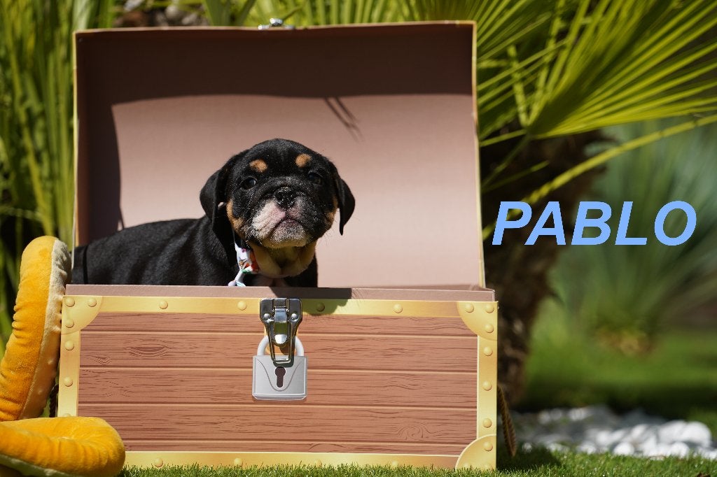 Prachtige en gezonde Engelse Bulldog puppy', Dieren en Toebehoren, 8 tot 15 weken, Buitenland, Bulldog, Meerdere