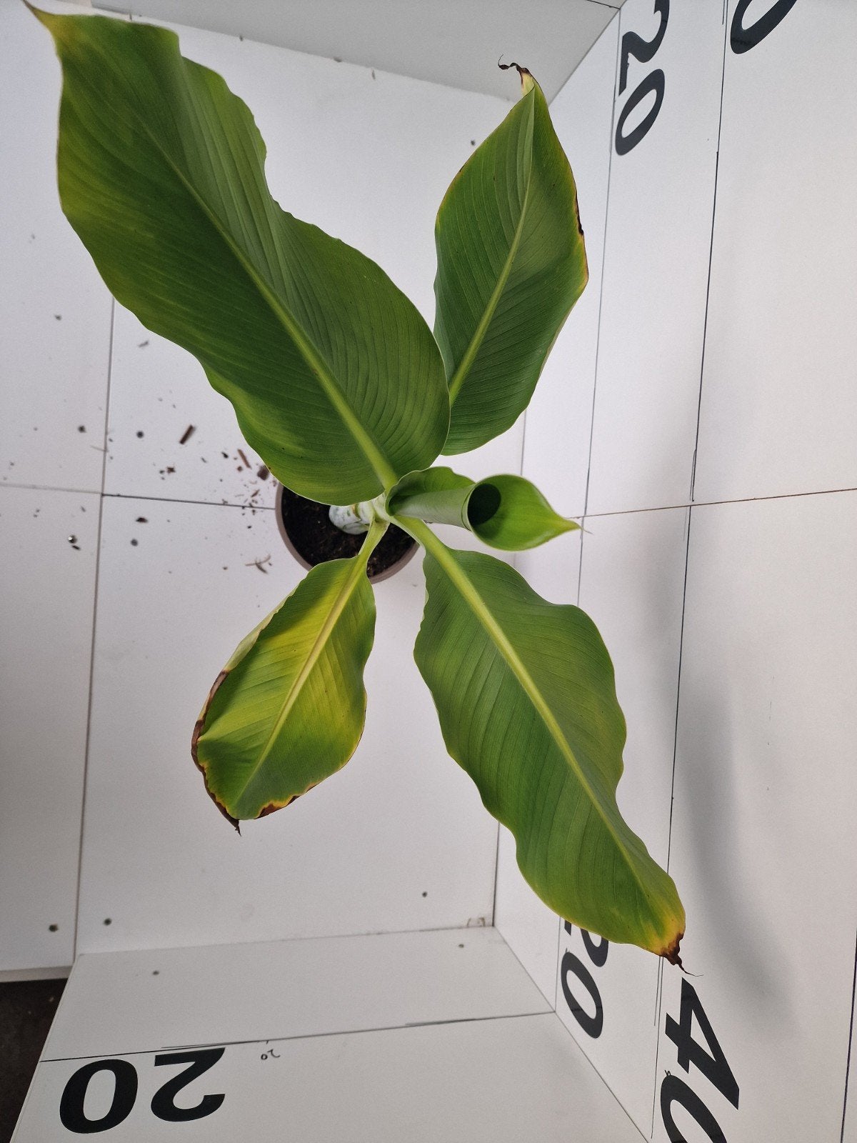 Ensete Ventricosum Glaucum - Sneeuwbanaan, Tuin en Terras, Ophalen of Verzenden, Bloeit niet, Overige soorten, Volle zon