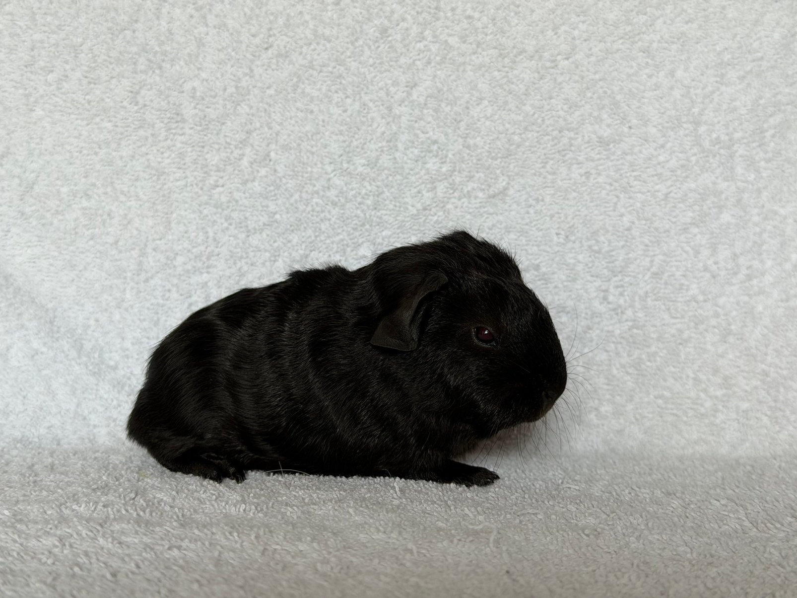 Zwart ridgeback cavia beertje, Dieren en Toebehoren, Juni, Mannelijk, Cavia