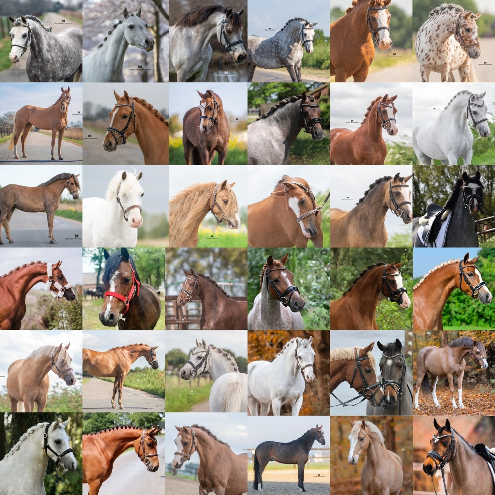 Doorlopend fijn gereden B tm D sport en kinder pony’s, Gechipt, Ruin, Springpony, L