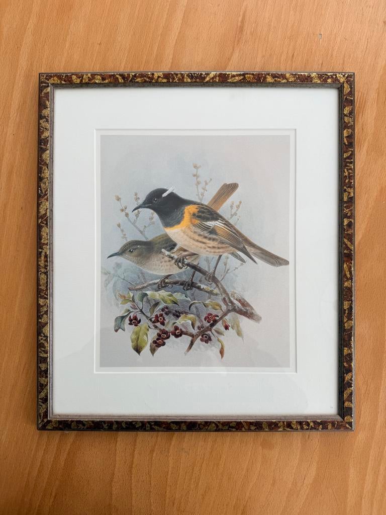 Vintage ingelijste vogelprint - Nieuw-Zeelandse vinken, Antiek en Kunst, Ophalen of Verzenden