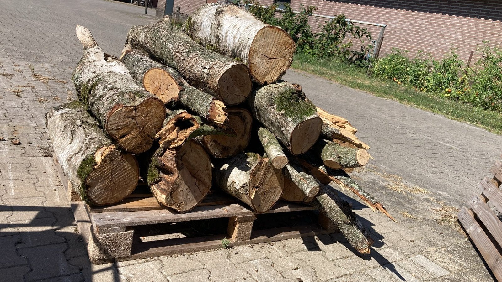 berkenhout, Tuin en Terras, Haardhout, Minder dan 3 m³, Ophalen, Berkenhout, Stammen