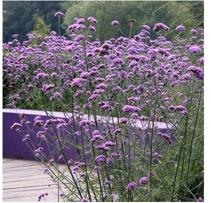 Verbena Bonariensis / IJzerhard, Tuin en Terras, Volle zon, Vaste plant, Zomer, Ophalen