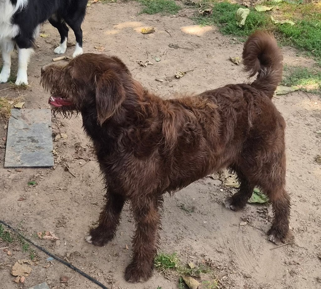 Doodle mix, Parvo, 15 weken tot 1 jaar, Reu, Eén hond