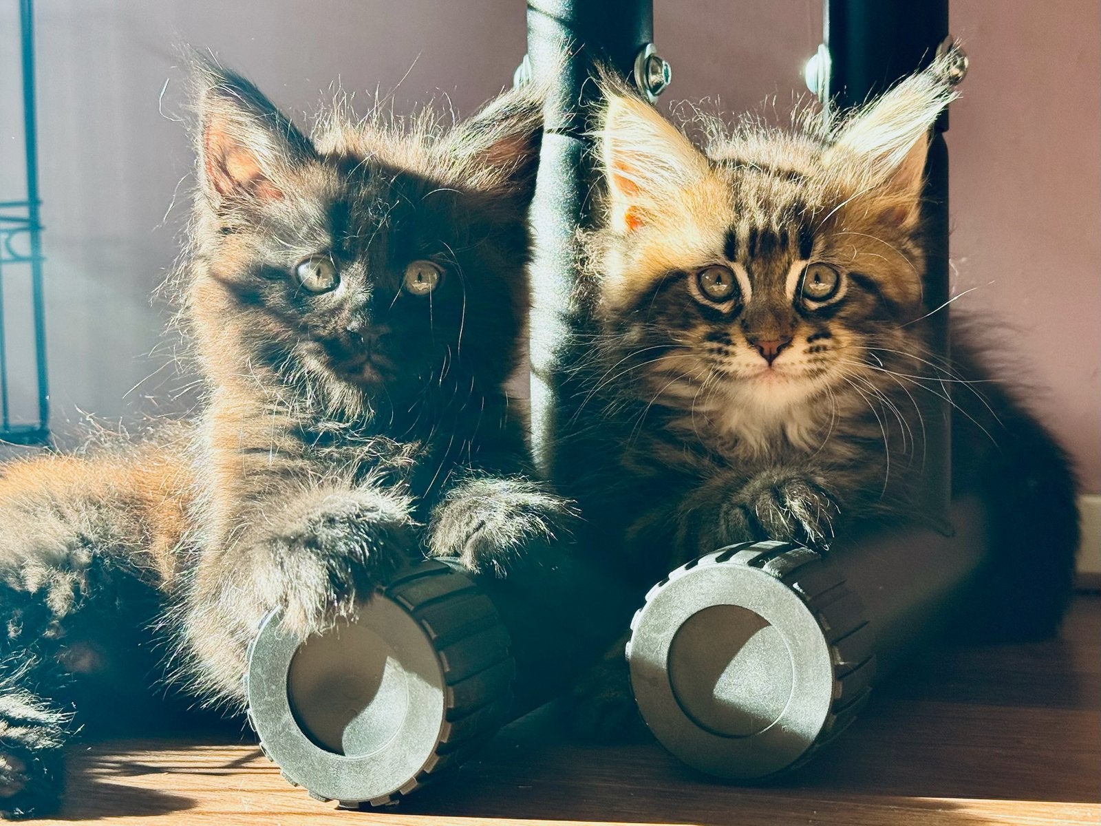 Prachtige, grote, onbevangen Maine Coon kittens beschikbaar, Meerdere dieren, Gechipt, 0 tot 2 jaar