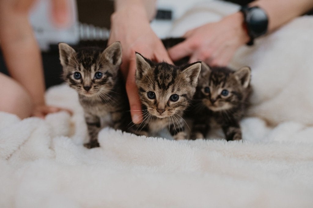 Lieve boerderij kittens te koop, Meerdere dieren, Kortharig, 0 tot 2 jaar