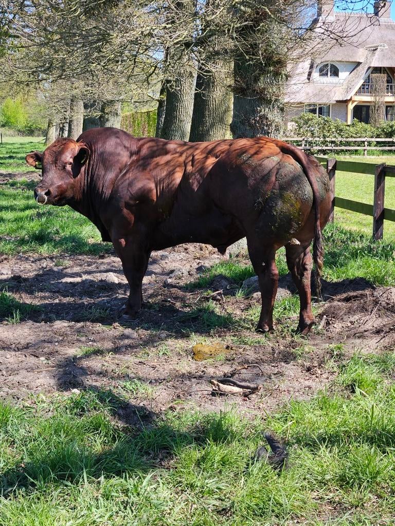Te huur vrb dikbilstieren, Mannelijk