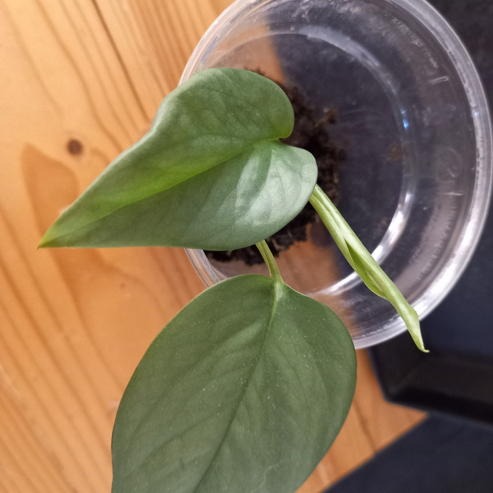 epipremnum cebu blue stek nr 60, Ophalen of Verzenden, Halfschaduw, Minder dan 100 cm