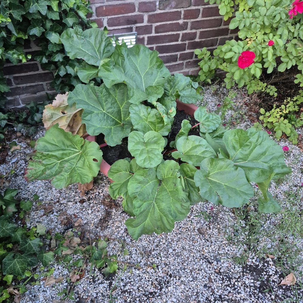 Mooie rabarberplant in terracotta kleurige kunststof pot, Tuin en Terras, Planten | Tuinplanten, Ophalen, Overige soorten, Volle zon