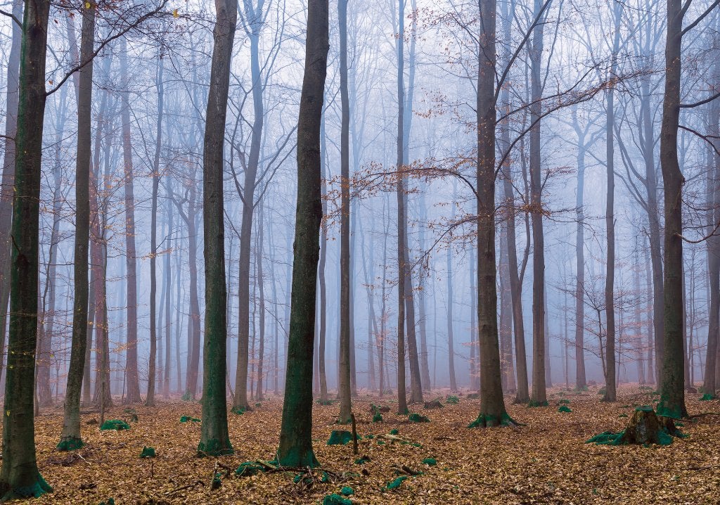 Bos fotobehang Misty Forest, Ook op maat, Muurdeco4kids, Verzenden, Fotobehang